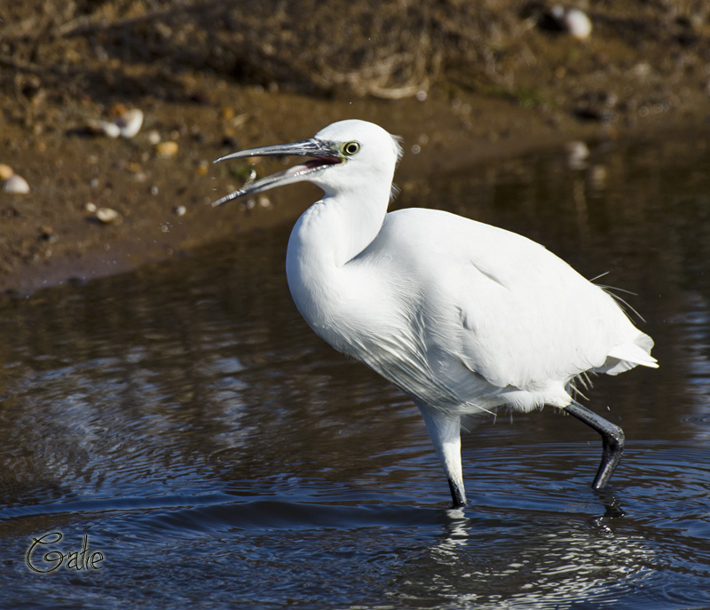 Egretta garzetta